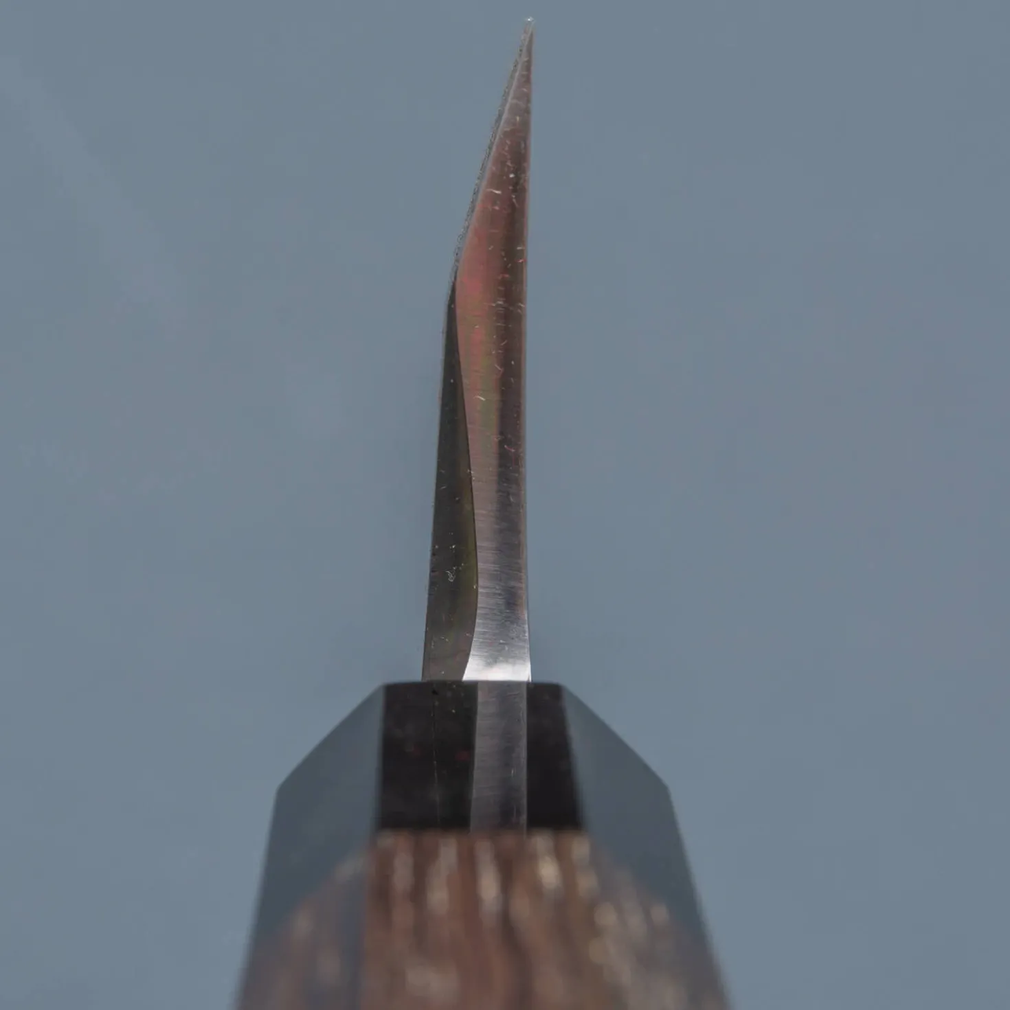 Hatsukokoro Shirasagi Single Bevel Deba 15 cm
